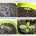 观赏矮向日葵种子彩色葵花种子景观园林庭院四季播易种植物花