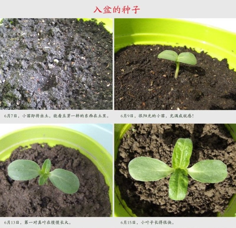 观赏矮向日葵种子彩色葵花种子景观园林庭院四季播易种植物花