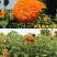 观赏矮向日葵种子彩色葵花种子景观园林庭院四季播易种植物花