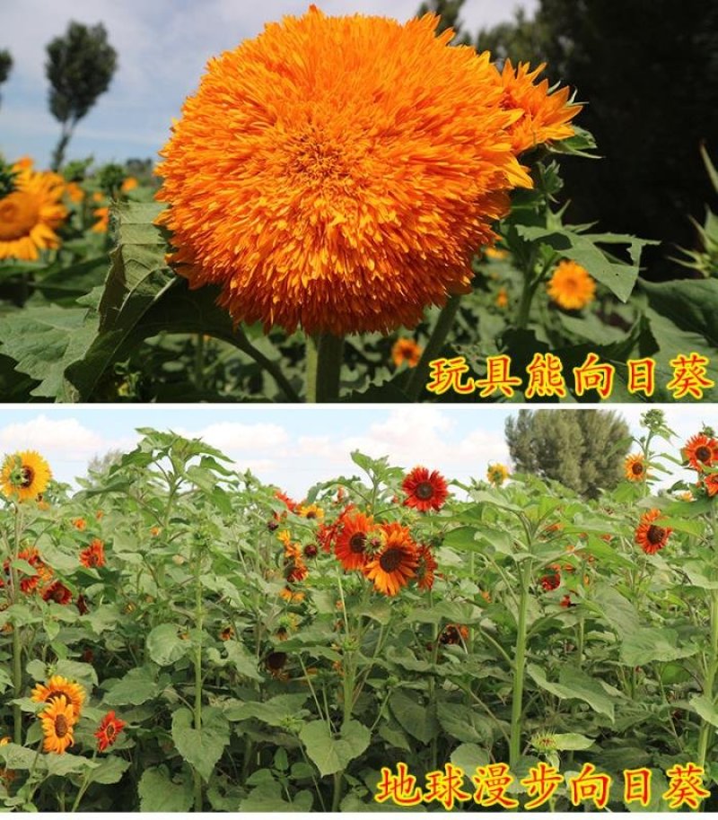 观赏矮向日葵种子彩色葵花种子景观园林庭院四季播易种植物花