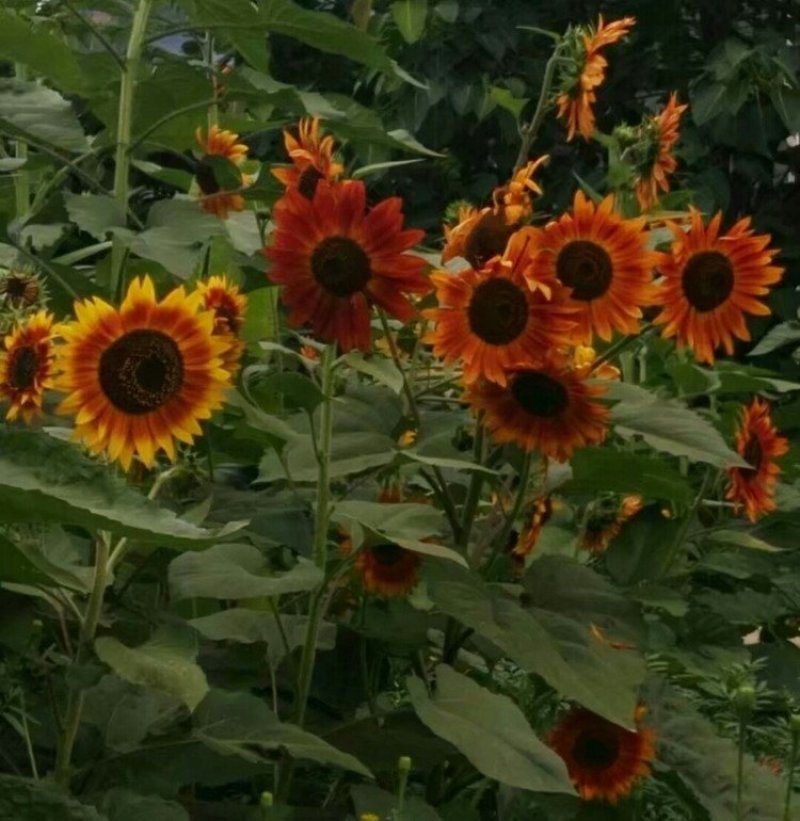 观赏矮向日葵种子彩色葵花种子景观园林庭院四季播易种植物花