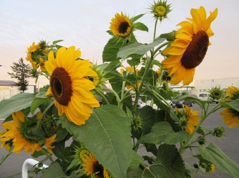观赏矮向日葵种子彩色葵花种子景观园林庭院四季播易种植物花