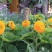 观赏矮向日葵种子彩色葵花种子景观园林庭院四季播易种植物花