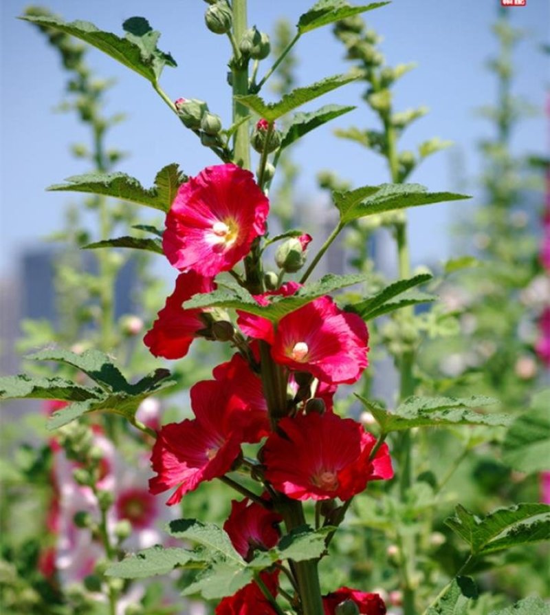 蜀葵种子花种子四季种重瓣一丈红花花卉野花组合种子花种籽