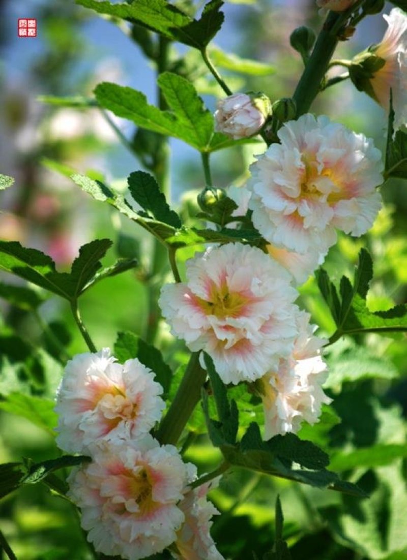 蜀葵种子花种子四季种重瓣一丈红花花卉野花组合种子花种籽