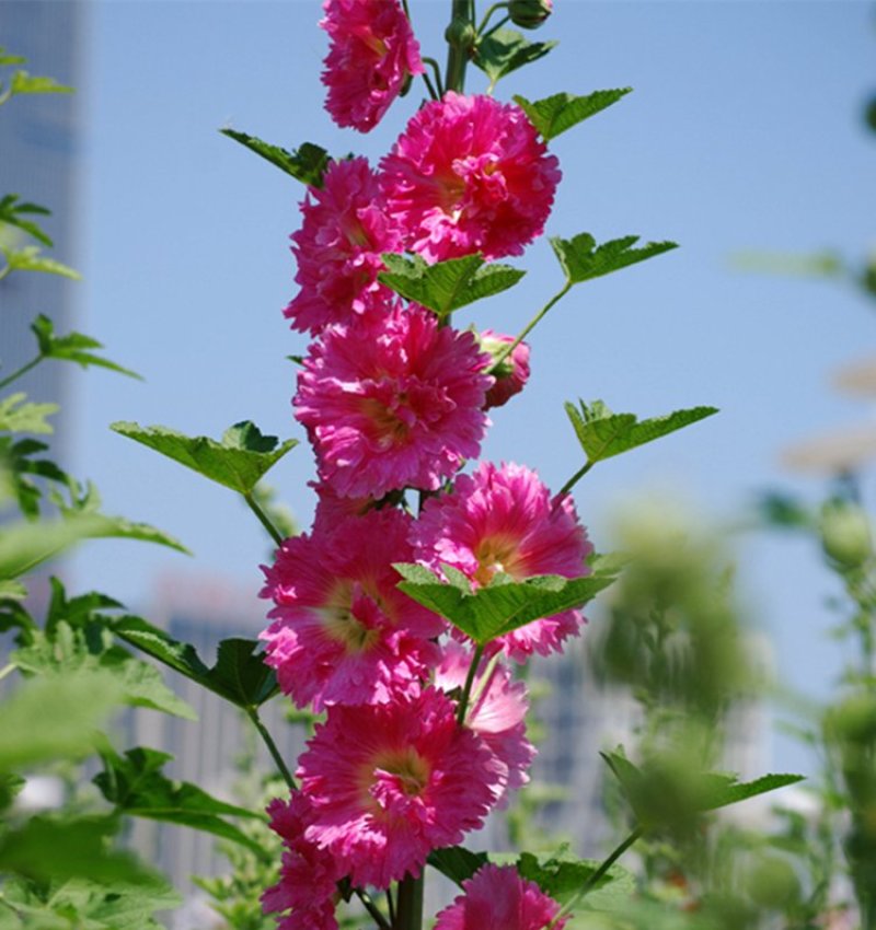 蜀葵种子花种子四季种重瓣一丈红花花卉野花组合种子花种籽