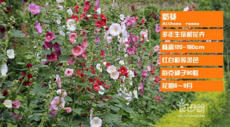 蜀葵种子花种子四季种重瓣一丈红花花卉野花组合种子花种籽