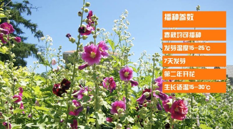 蜀葵种子花种子四季种重瓣一丈红花花卉野花组合种子花种籽