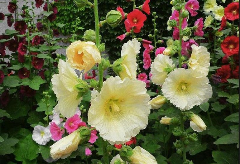 蜀葵种子花种子四季种重瓣一丈红花花卉野花组合种子花种籽