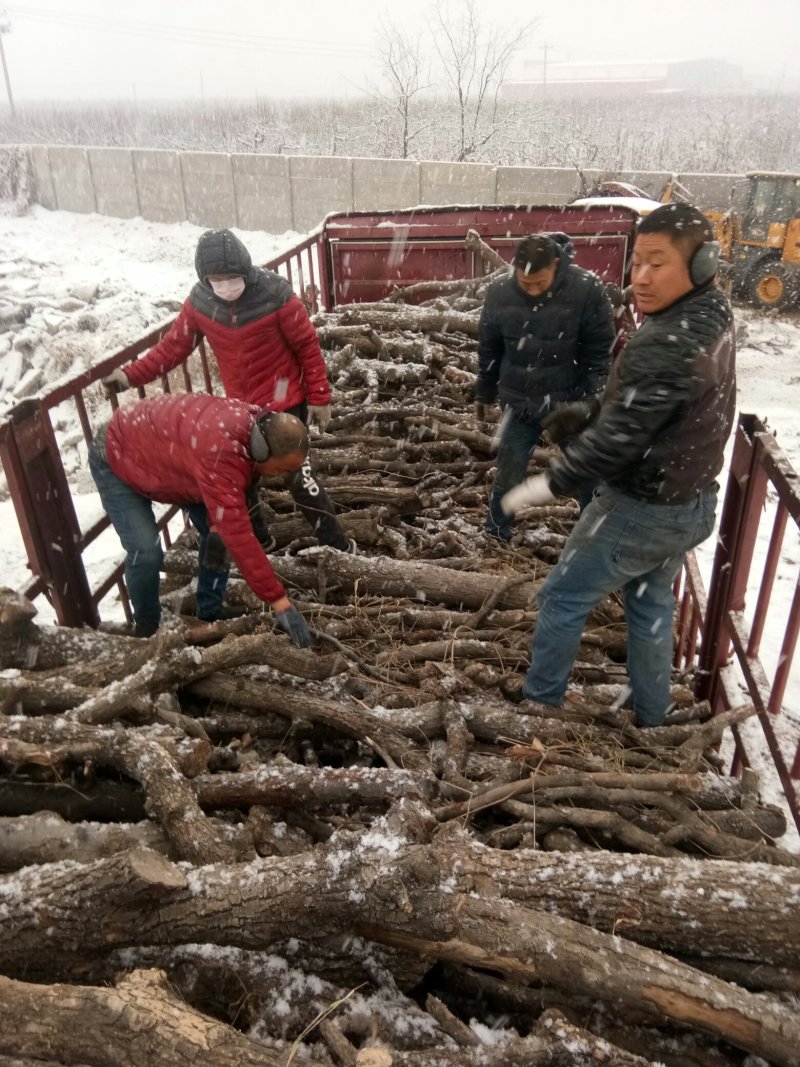 本公司出售纯果木炭和烧木炭用的果木树桄质量第一诚信经营