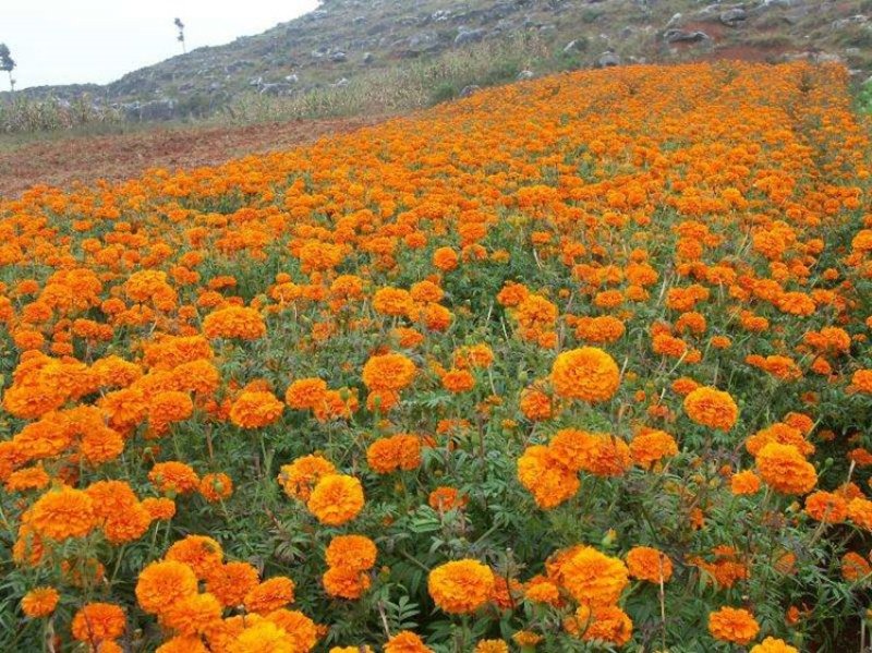 明黄万寿菊种子混色四季种臭菊野菊花籽花海景观庭院工程绿化