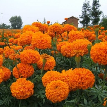 明黄万寿菊种子混色四季种臭菊野菊花籽花海景观庭院工程绿化