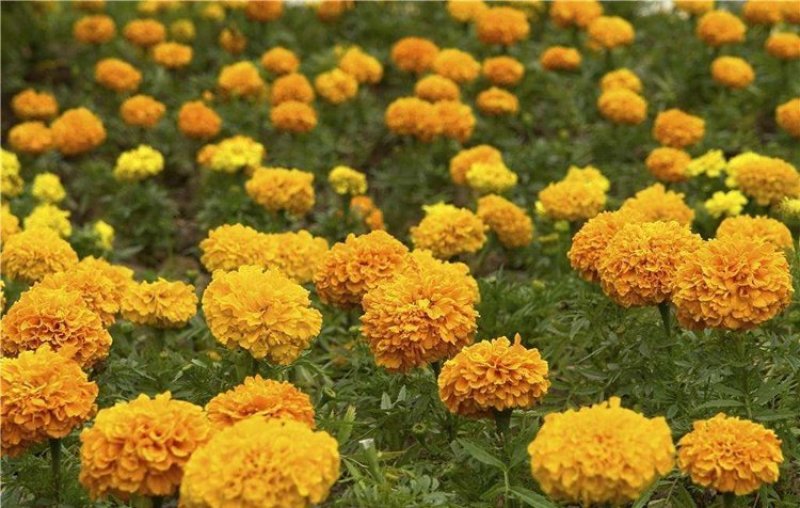 明黄万寿菊种子混色四季种臭菊野菊花籽花海景观庭院工程绿化
