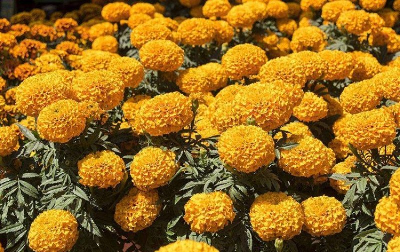 明黄万寿菊种子混色四季种臭菊野菊花籽花海景观庭院工程绿化