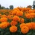 明黄万寿菊种子混色四季种臭菊野菊花籽花海景观庭院工程绿化