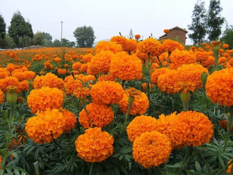 明黄万寿菊种子混色四季种臭菊野菊花籽花海景观庭院工程绿化