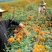 明黄万寿菊种子混色四季种臭菊野菊花籽花海景观庭院工程绿化