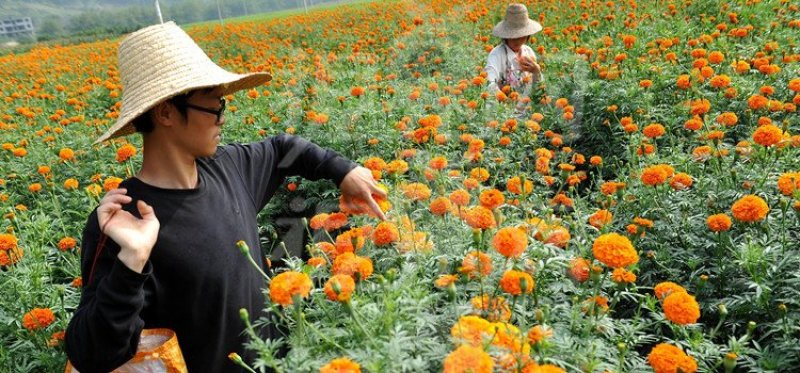明黄万寿菊种子混色四季种臭菊野菊花籽花海景观庭院工程绿化