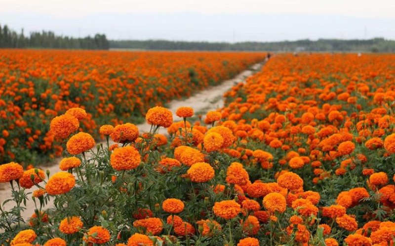 明黄万寿菊种子混色四季种臭菊野菊花籽花海景观庭院工程绿化
