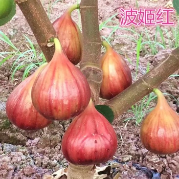 波姬红无花果苗无花果苗自家苗圃价格公道放心苗