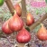 波姬红无花果苗无花果苗自家苗圃价格公道放心苗