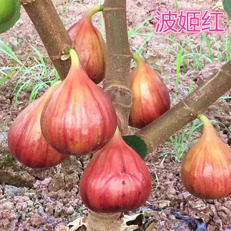波姬红无花果苗无花果苗自家苗圃价格公道放心苗
