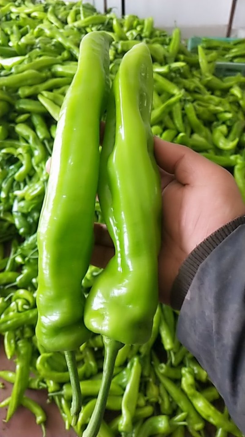尖椒