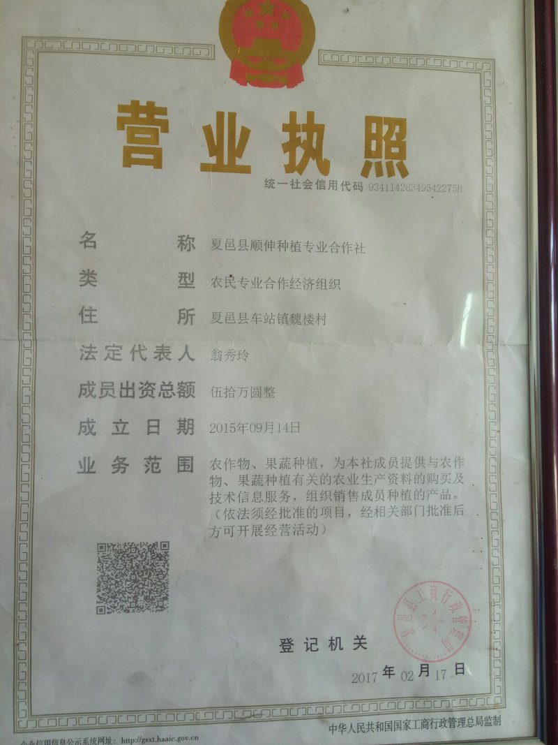 夏邑蔬菜之乡益农合作社精品密刺黄瓜保质保量货源充足