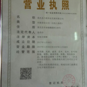 夏邑蔬菜之乡益农合作社精品密刺黄瓜保质保量货源充足