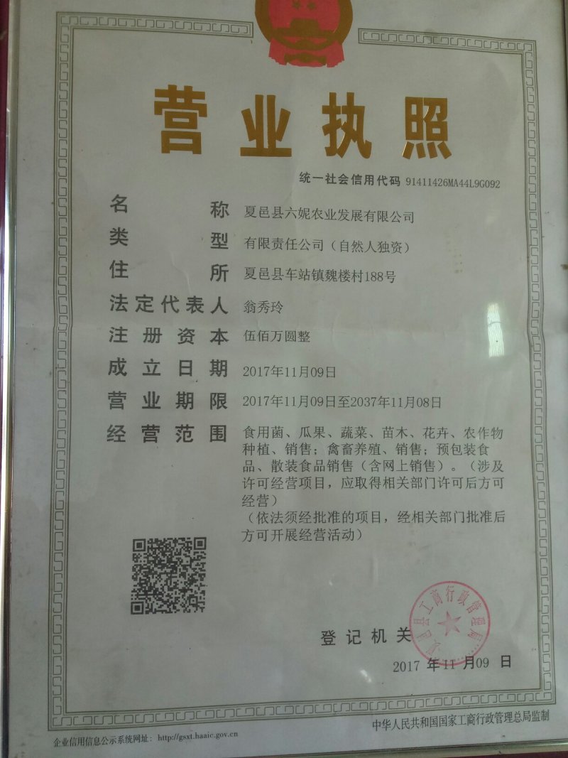 夏邑蔬菜之乡益农合作社精品密刺黄瓜保质保量货源充足