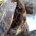 洞庭湖原产地直供草龟乌龟板乌龟壳整壳子全干十年老壳