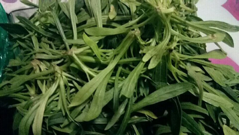 面条菜10―15公分