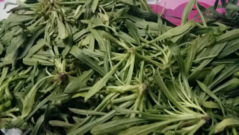 面条菜10―15公分