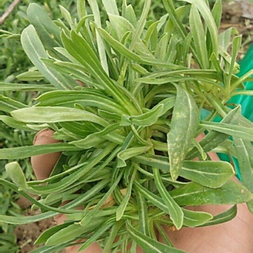 面条菜10―15公分