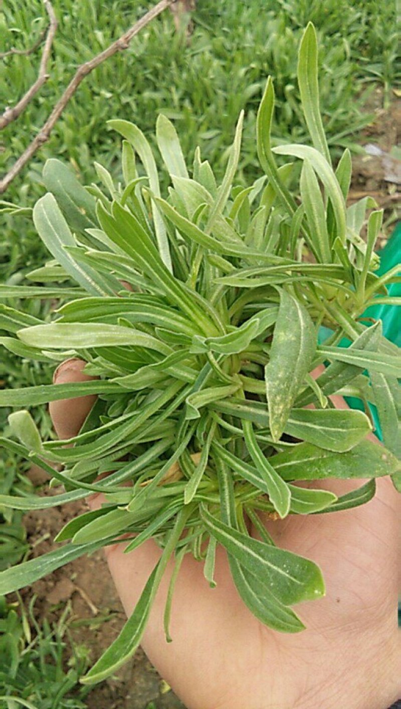 面条菜10―15公分