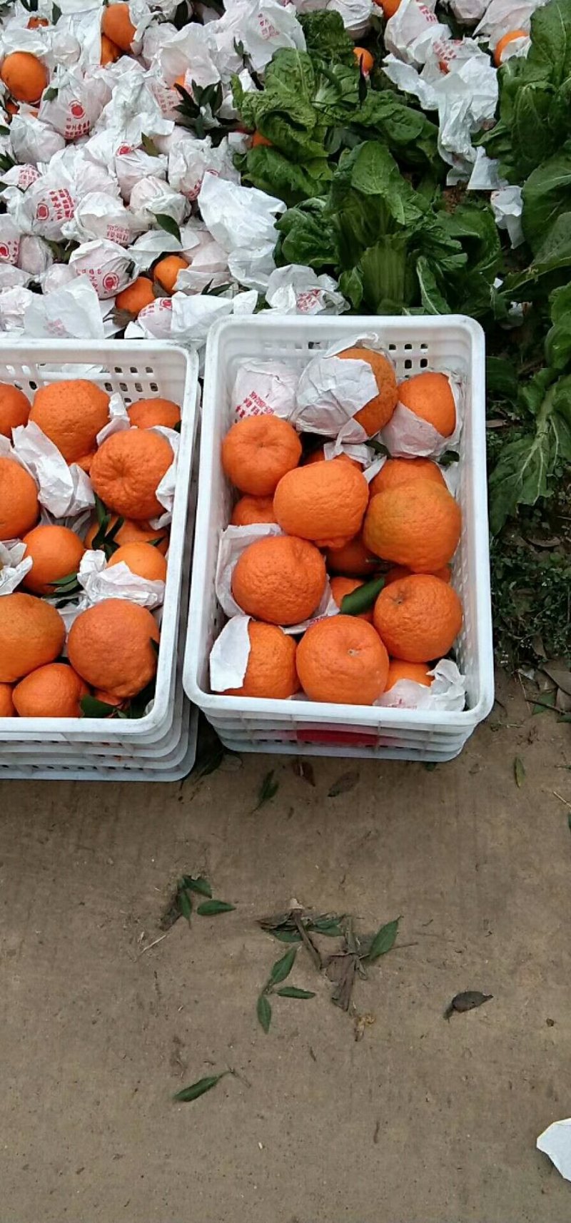 蒲江产地春见耙耙柑高次果，市场货，电商果，大量批发