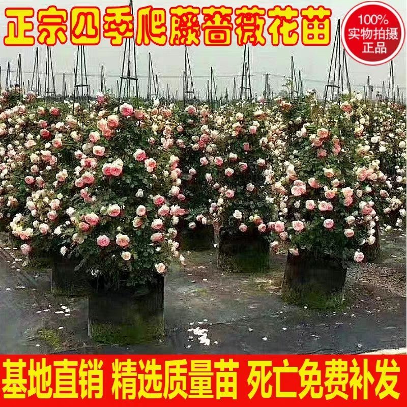 爬墙梅苗成活率高多种花色搭配混合发货，花色不对版包退