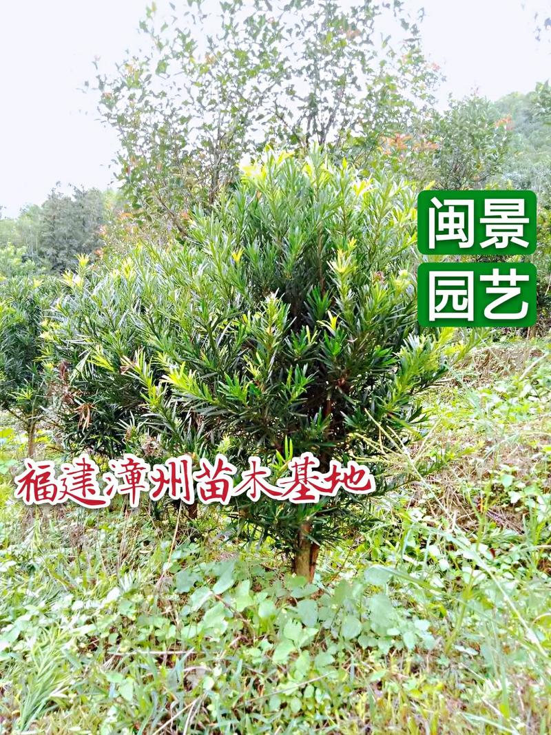 罗汉松头径5公分高1米福建漳州闽景园艺场