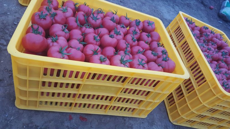 【精品】普罗旺斯水果西红柿新鲜现摘产地直发货源充足