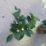 茶花苗花色齐全放心苗茶花包成活率放心苗