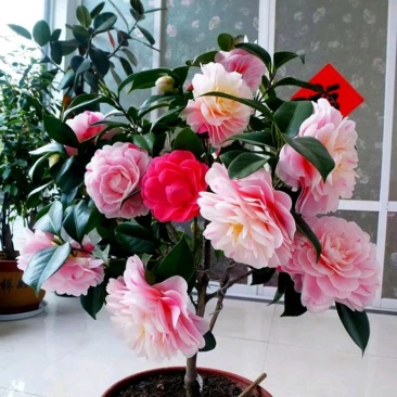 茶花苗花色齐全放心苗茶花包成活率放心苗