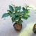 茶花苗花色齐全放心苗茶花包成活率放心苗