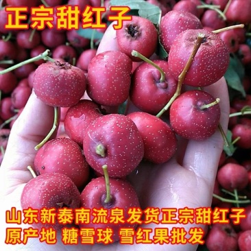 甜红子山楂苗成活率高现起苗一棵也算批发价出售