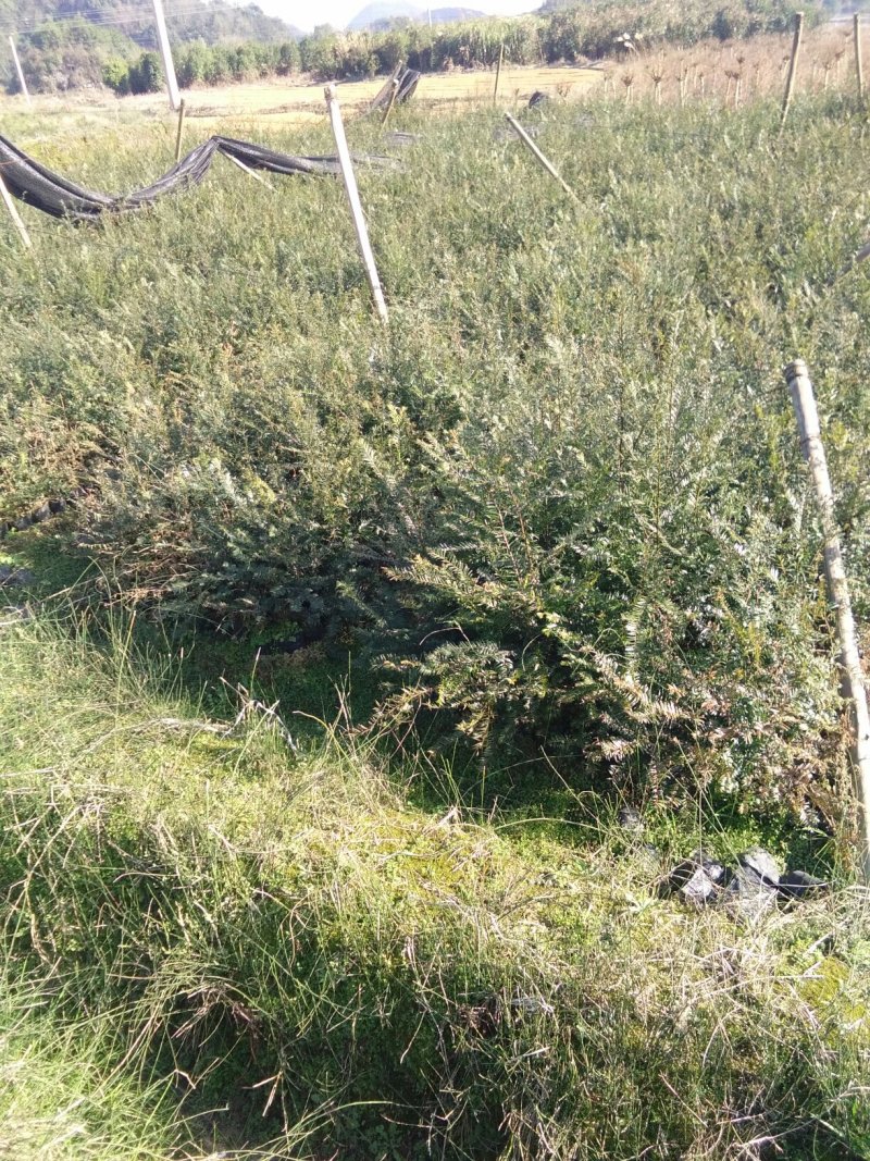 供应杉树苗，湿地松苗，红豆杉苗