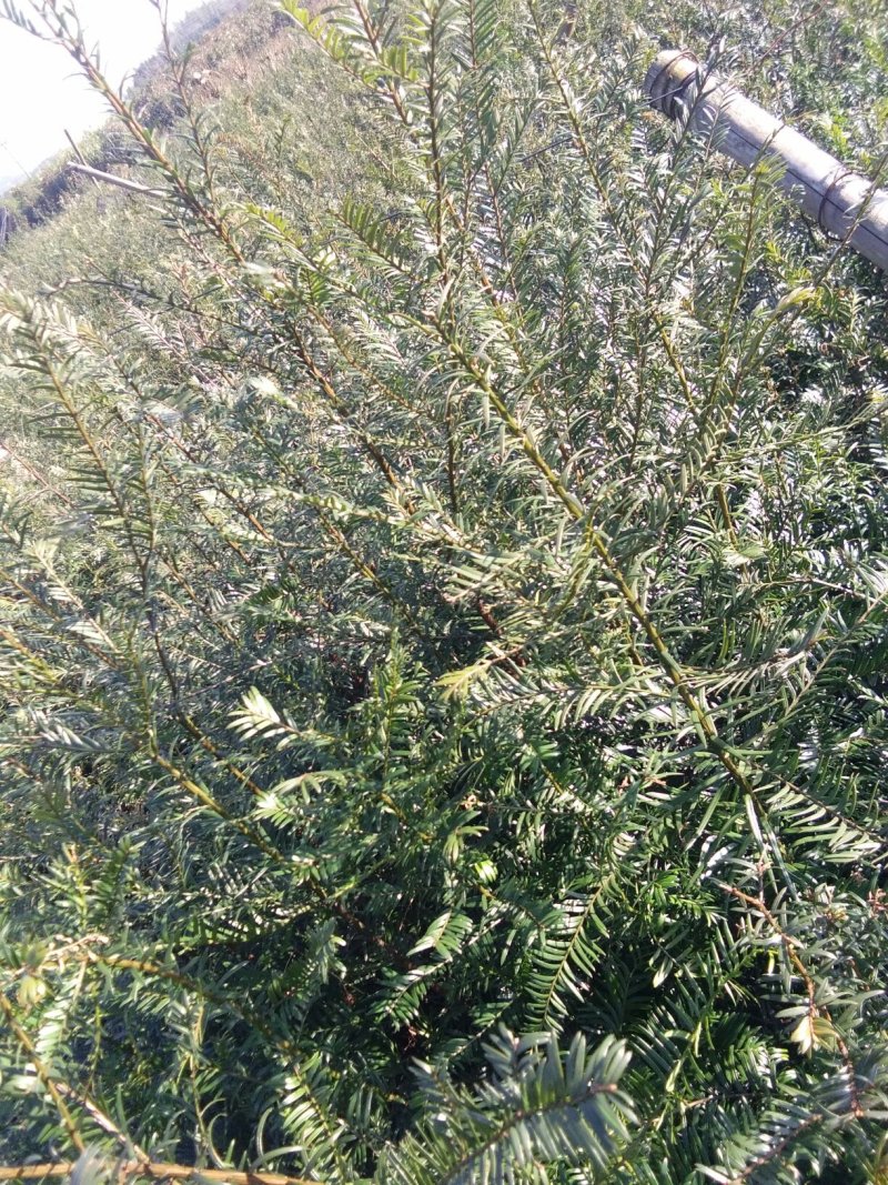 供应杉树苗，湿地松苗，红豆杉苗