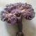 纯野生赤灵芝