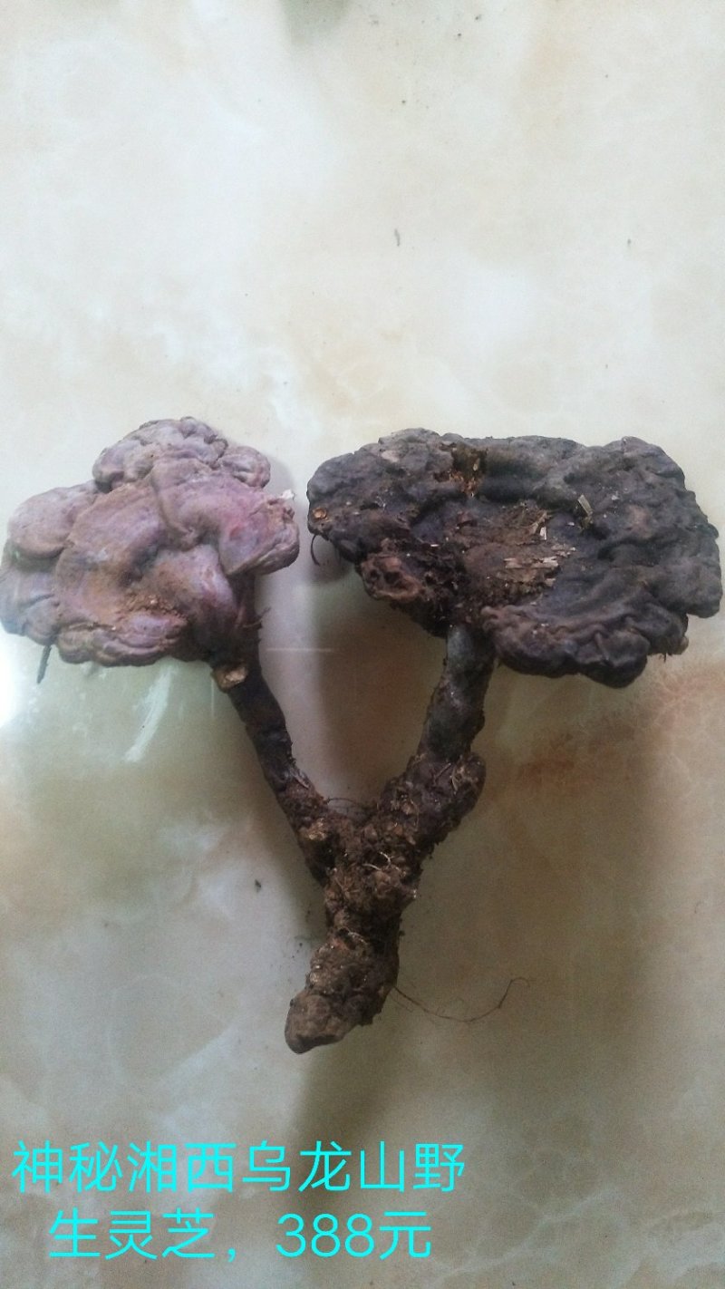 纯野生赤灵芝