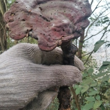 纯野生赤灵芝