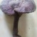 纯野生赤灵芝