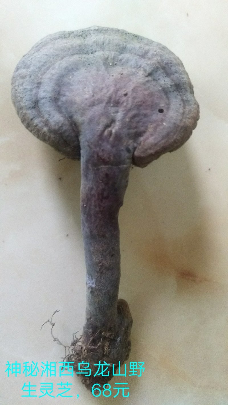 纯野生赤灵芝